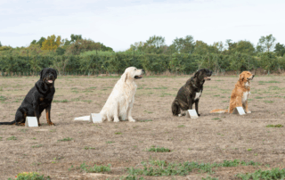 Advanced Obedience Training dog