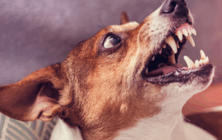 Aggression in Dogs