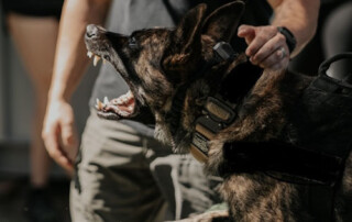 Protection Dog Training