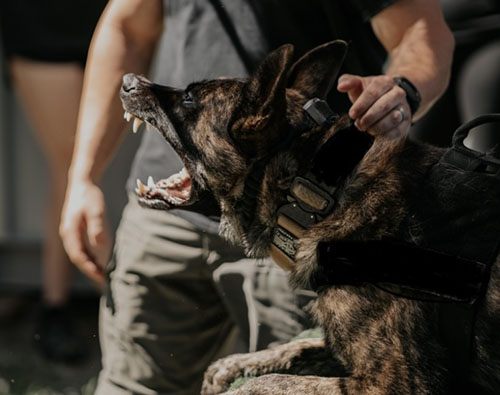 Protection Dog Training