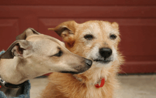 Dog Behaviour Modification