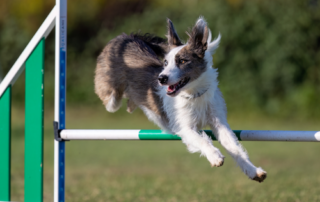 Dog Agility Training 101