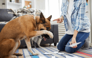 Dog Behavior
