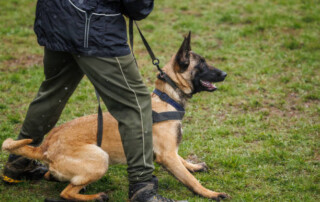 Dog Training for Aggression: Techniques That Work