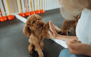 House Training a Puppy