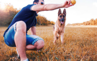 How to Train a German Shepherd
