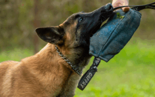 K9 Training Course