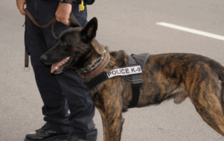 K9 training