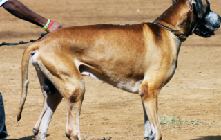 Leash for Dog Training