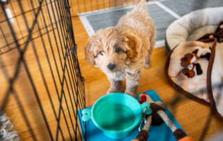 Puppy Potty Training Guide