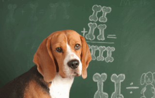 Puppy Training 101