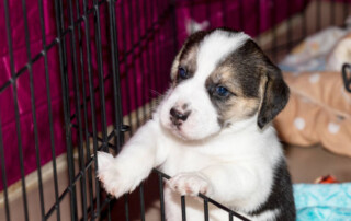 Puppy Training Crate Training a Puppy Beginner's Guide