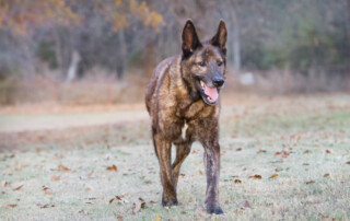 Common Dog Behavior Problems