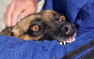 Dog’s Fear of Strangers