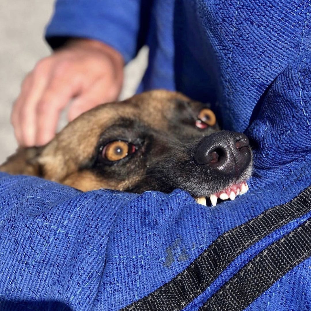 Dog’s Fear of Strangers
