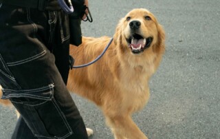 Dog Behaviour Modification